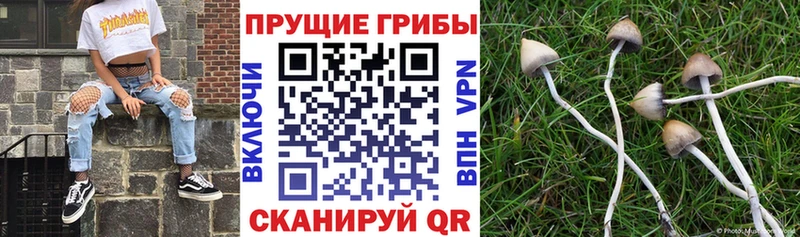 Галлюциногенные грибы Cubensis  ссылка на мегу вход  Калтан  купить наркотики цена 
